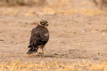 Female Pallid harrier or Circus macrourus observed near Nalsarovar in Gujarat