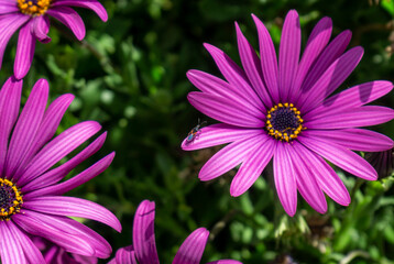 Purple daisy flower (Bellis perennis) with a little bug perched in a petal with green background full of plants