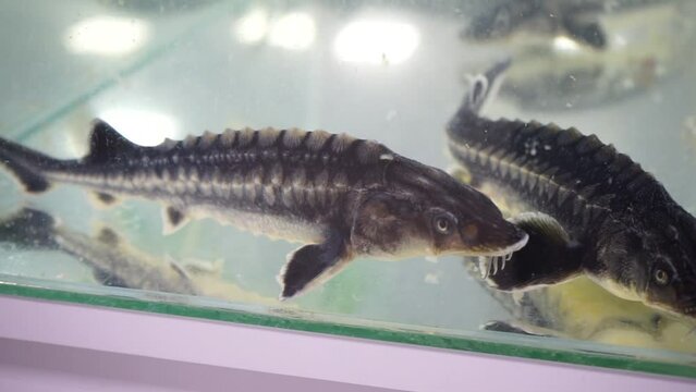 Sturgeon (lat. Acipenser) &mdash; a genus of freshwater, semi-passable and passable fish from the sturgeon family swims in a dirty aquarium at an exhibition on fisheries