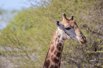 Giraffe is the tallest living terrestrial animal and the largest ruminant on Earth.