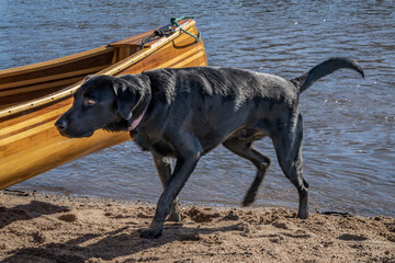 black labrador retriever dog on a river shore with a wooden canoe