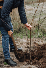 Naklejka premium Woman gardener plants a tree, a bush in the ground in the garden. Close-up photography, gardening concept, portrait.