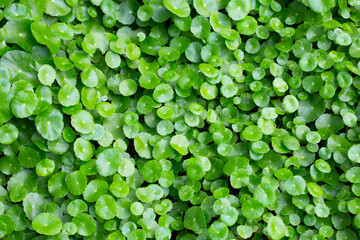 Fresh green centella asiatica leaves