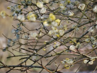 Weidenkätzchen am Baum