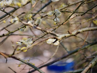 Weidenkätzchen am baum im Frühling