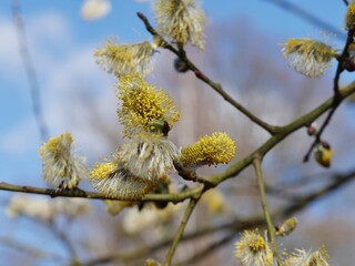 Gelbe Frühlingspflanzen vor Sonnenhimmel