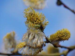 Gelbe weiche Blüte am Ast vor blauem Himmel