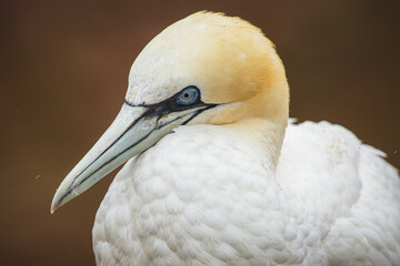 Northern Gannet (Morus bassanus) couple preening. Helgoland, Germany.