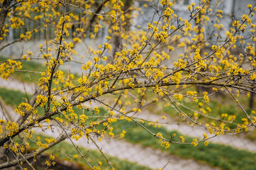 Beautiful yellow flowers, blossoming dogwood petals on a tree branch in the garden. Close-up photography, nature.