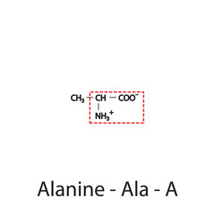 Alanine - Ala - A amino acid structure. Skeletal formula with amino group highlighted in  red frame. Scientific illustration.
