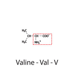 Valine - Val - V amino acid structure. Skeletal formula with amino group highlighted in  red frame. Scientific illustration.