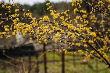 Beautiful yellow flowers, blossoming dogwood petals on a tree in the garden. Photography, nature.