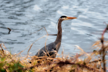 great blue heron in the marsh
