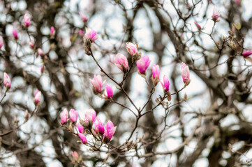 pink magnolia flowers