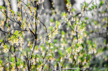yellow flowers