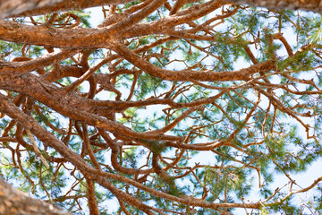 photo of lush branches and twigs of tree. branches and twigs of tree. branches and twigs
