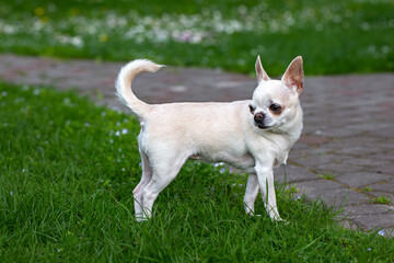 Chihuahua stands on the grass and looks away