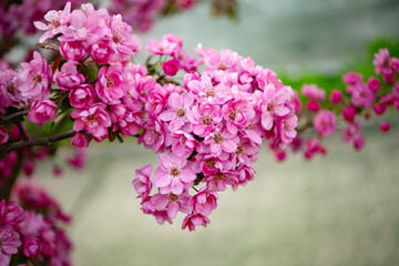 cherry sakura blooming in nature on branch. nature photo of spring sakura bloom.