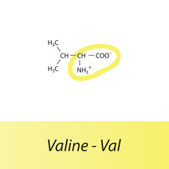 Valine - Val - V amino acid structure. Skeletal formula with amino group highlighted in  yellow marker. Scientific illustration.