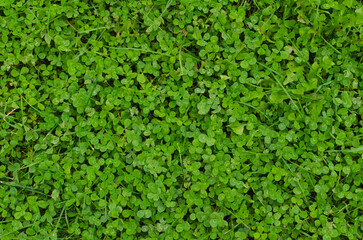 green clover background top view