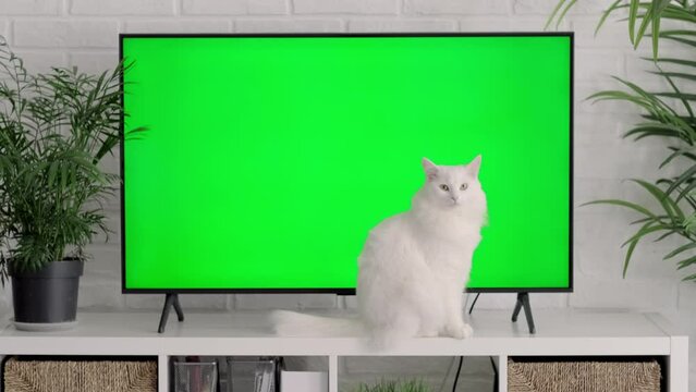 Fluffy white cat lying, sitting, walking, sleeping, relaxing near big TV with green screen at home, Advertising of goods for cats and kittens, Chroma key