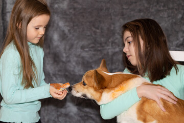 Portrait of pretty girls with Red bearded Agama iguana and with corgi dog on gray background. Two...