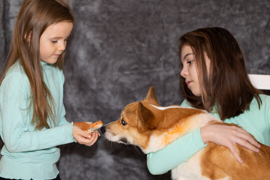 Portrait of pretty girls with Red bearded Agama iguana and with corgi dog on gray background. Two small children playing with pets. Selective focus