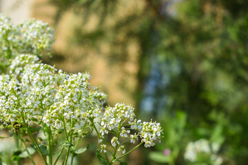 Obraz premium Spring background with white blooming small flowers.