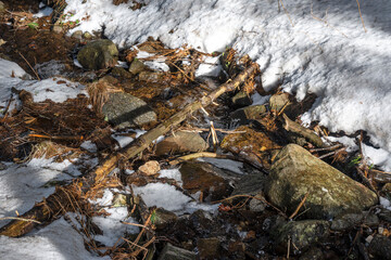 Winter landscape of Vitosha Mountain, Bulgaria