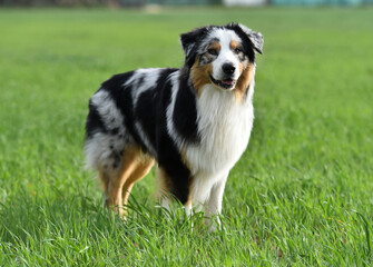 un perro de raza pastor australiano en el campo