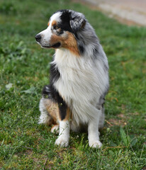 un precioso perro de raza pastor australiano en un campo verde