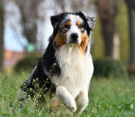 a beautiful australian shepherd dog in the field