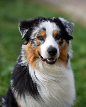 a lovely australian shepherd in a green field