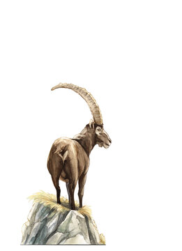 Steinbock auf Fels, Illustration