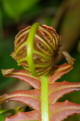 Blossom of foliage in the vegetation of the Atlantic Forest of Brazil