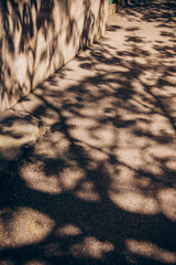 
shadows from trees on city pavement