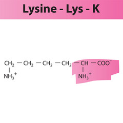 Lysine - Lys - K amino acid structure. Skeletal formula with amino group highlighted in  pink marker. Scientific illustration.