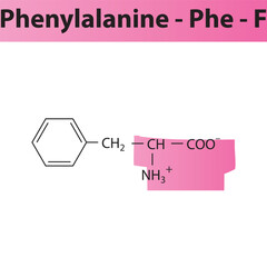 Phenylalanine - Phe - F amino acid structure. Skeletal formula with amino group highlighted in  pink marker. Scientific illustration.