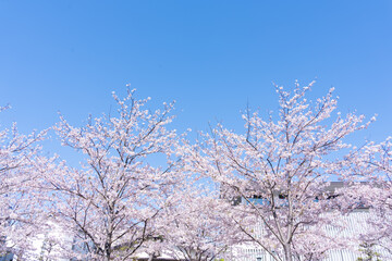 爽やかな青空と満開の桜