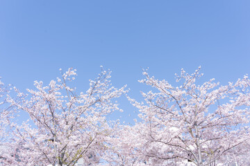 爽やかな青空と満開の桜