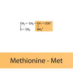 Methionine - Met - M amino acid structure. Skeletal formula with amino group highlighted in  orange. Scientific illustration.