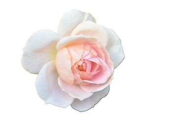 Light Pink White Rose no background