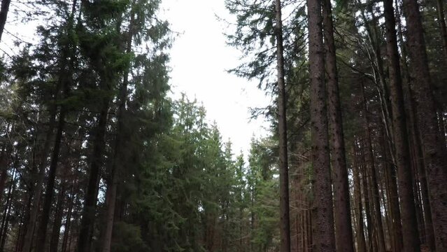 drone flies through a spruce forest, monoculture,drone photography,