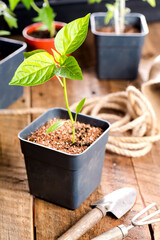 Pepper seedlings growing in a pots, with dew drops.Selective focus.