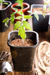 tomato seedlings on a wooden table and a gardening tool. In the rays of the morning sun. Close-up.