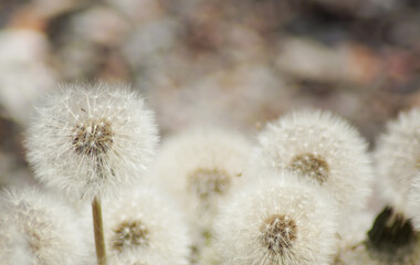 close up of a flower