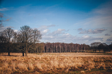 Fields and Flowers at the Isabela Plantation in Richmond Park, London, UK