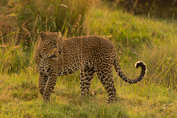 Leopard in the grass