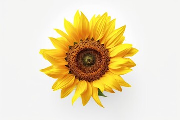 Sun Flower, isolated on white background. Generative AI