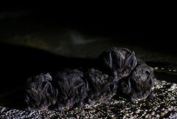 Barbastelle bat, bat colony, wild bats, group of bats, Barbastella barbastellus